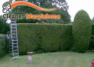 Hedge Maintenance Marylebone